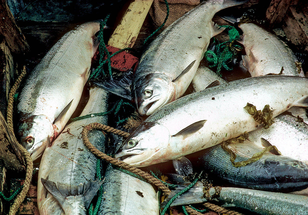 Forecast prompts Quinaults to halt 2019 commercial blueback fishery