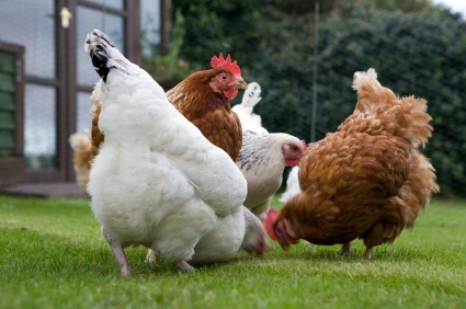 A group of Ocean Shores residents wants to be able to raise a small amount of so-called backyard chickens.