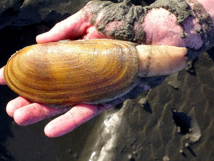 WDFW photo of a razor clam