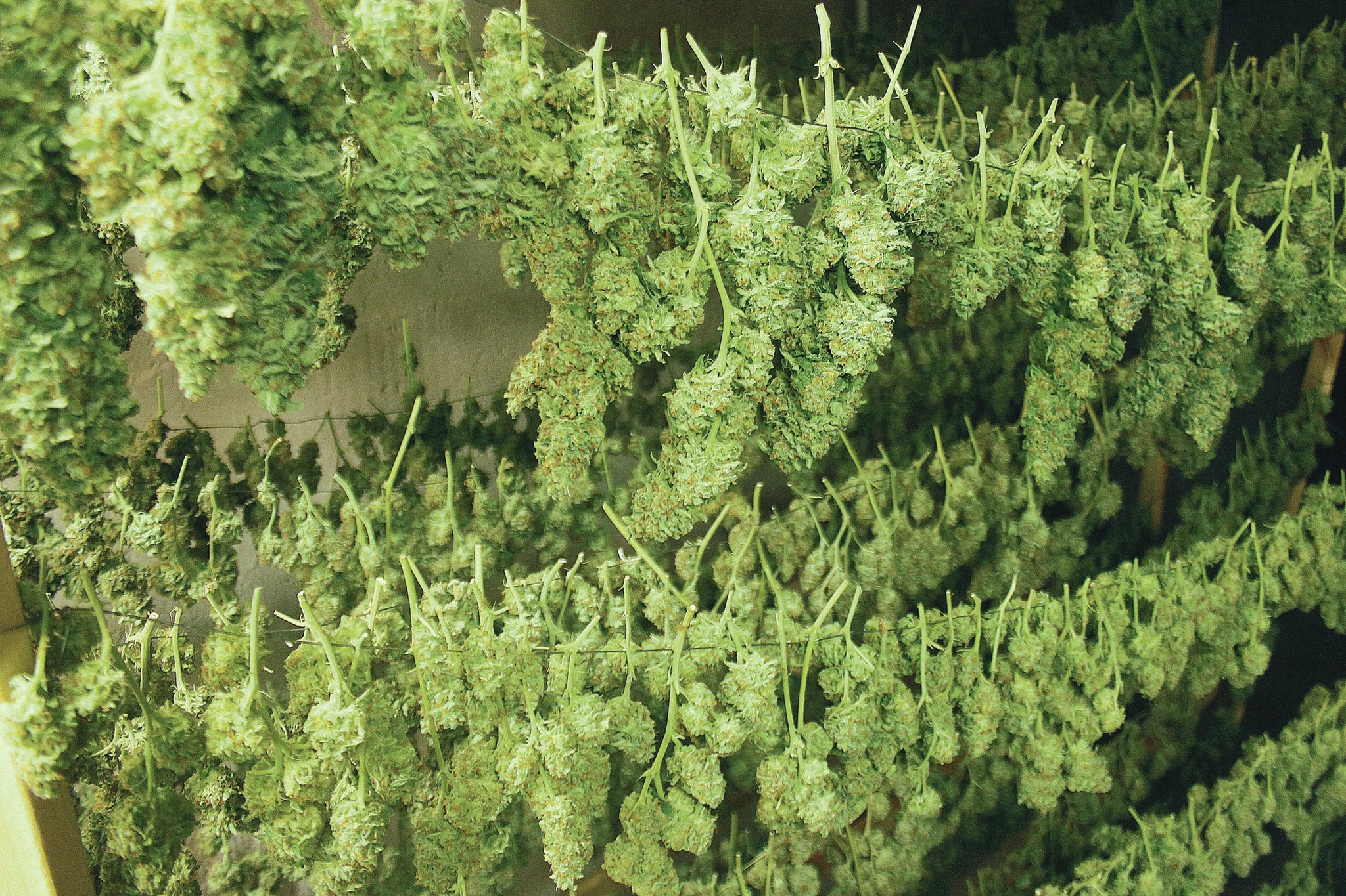 File photo: Marijuana grown under a cooperative for medical use only.