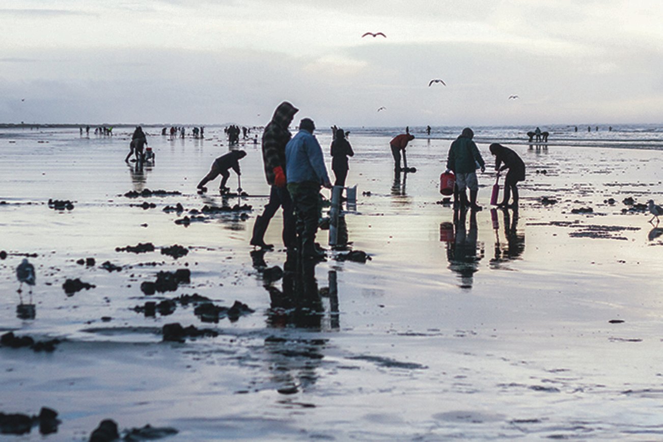 (Kyle Mittan | The Daily World) Razor clam diggers flock Copalis Beach last year during a fall dig.