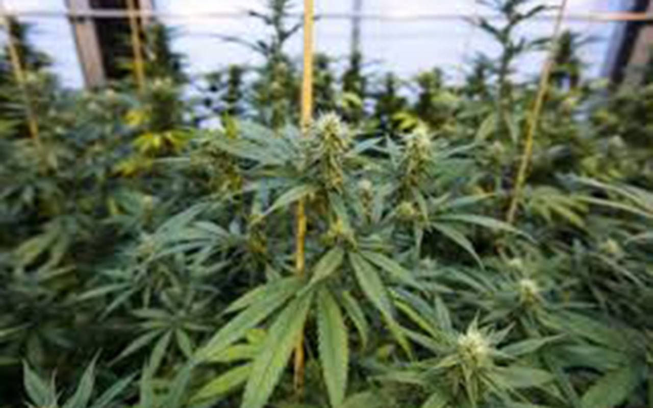 Planning Commission revisits marijuana recommendations