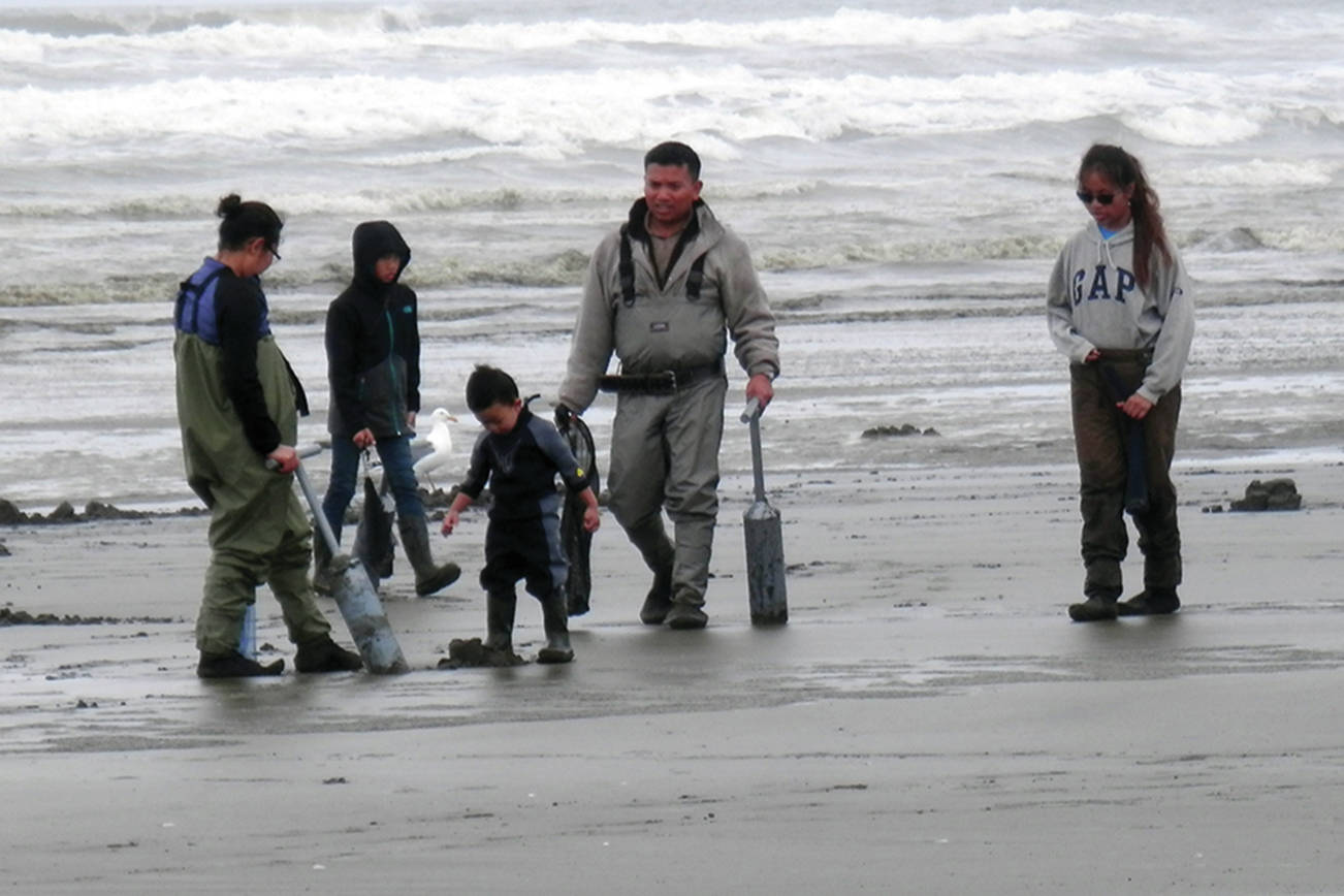North Coast News: A family digs for razor clams during the spring tide for the Copalis digging area near Ocean Shores.
