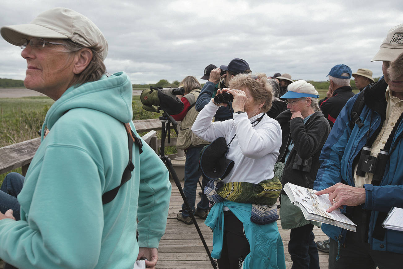 (Gabe Green | The Daily World) Birdwatchers participating in a guided tour view a variety of shorebirds Friday morning along the Grays Harbor National Wildlife Refuge boardwalk during the first day of this year’s Grays Harbor Shorebird Festival.
