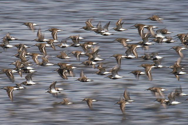 (Aaron Lavinsky | The Daily World) A flock of shorebirds, primarily western sandpiper, takes flight as high tide approaches in the Grays Harbor National Wildlife Refuge on Sunday during the Grays Harbor Shorebird Festival.