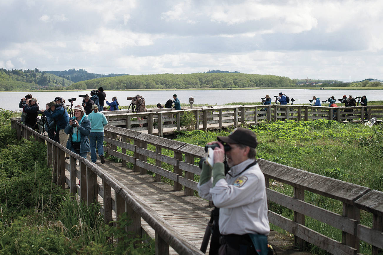Aaron Lavinsky | The Daily World Birdwatchers on Sandpiper Trail watch the ten of thousands of shorebirds at the Grays Harbor National Wildlife Refuge during the Shorebird Festival.