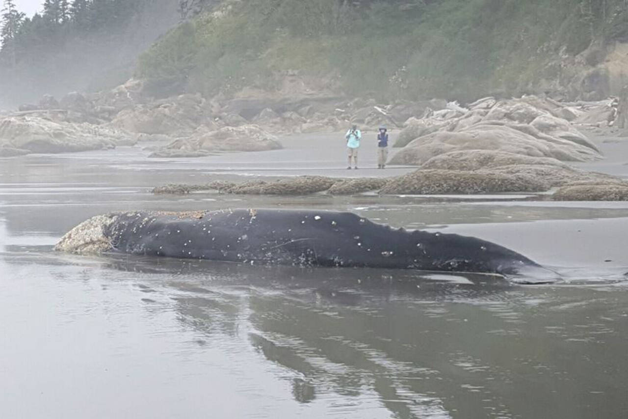 Young gray whale stranded at Kalaloch