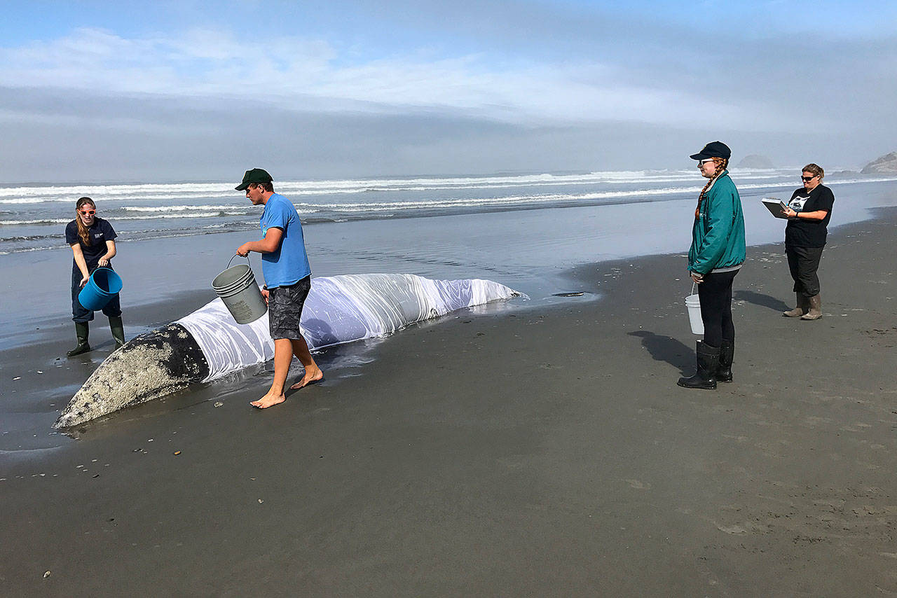 Rescue effort helps free stranded gray whale