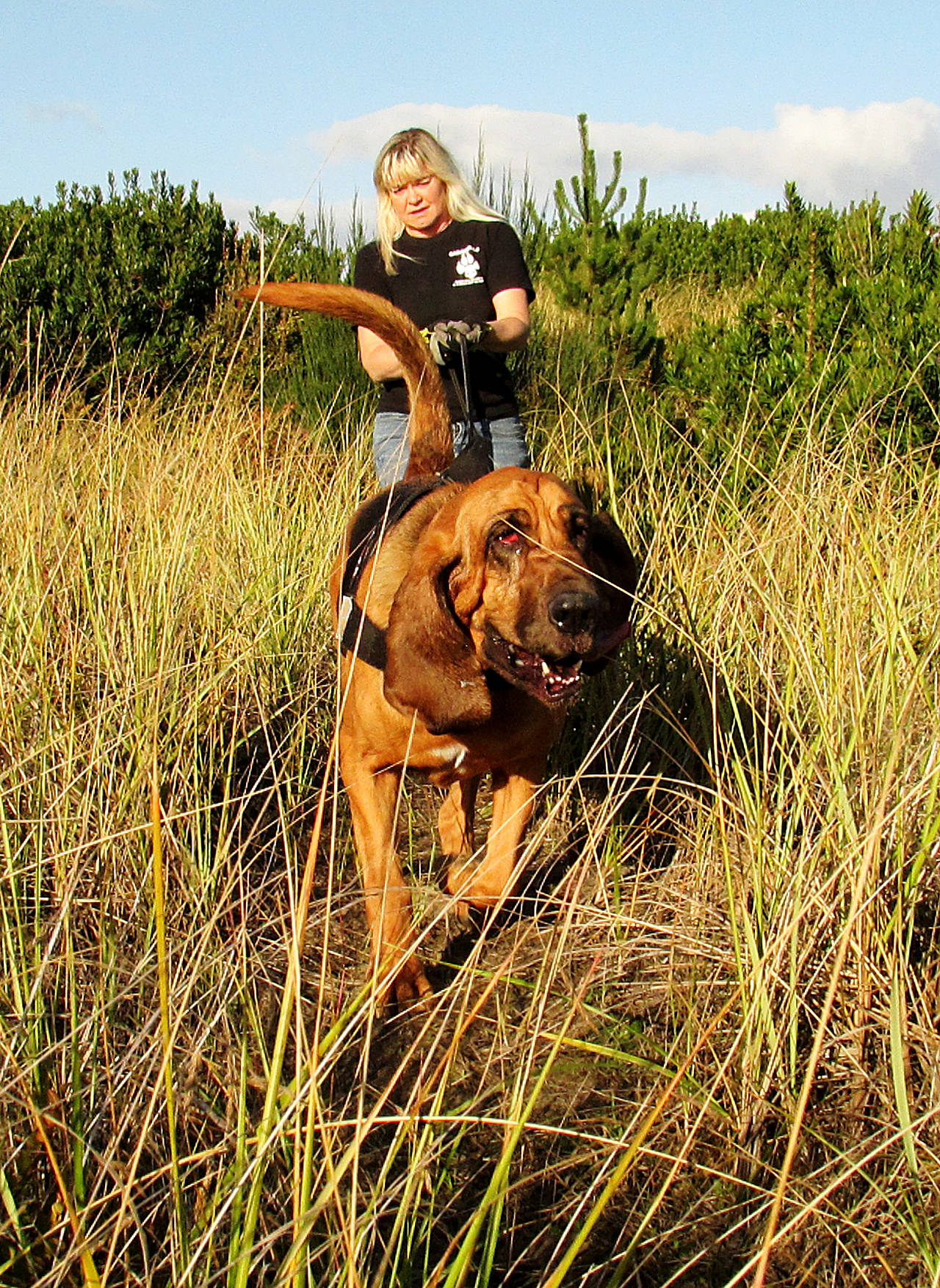 Scott D. Johnston photo Clara the six-year-old bloodhound and her human, Becky Irving, came from Portland, for the “Bloodhound Beach Bash,” a week-long event in and around Ocean Shores.