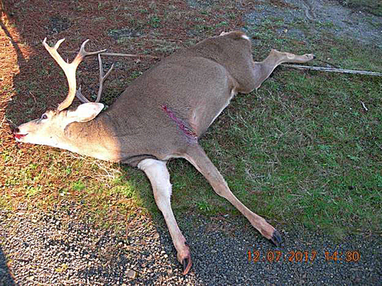 NCN911: State investigating local deer poaching