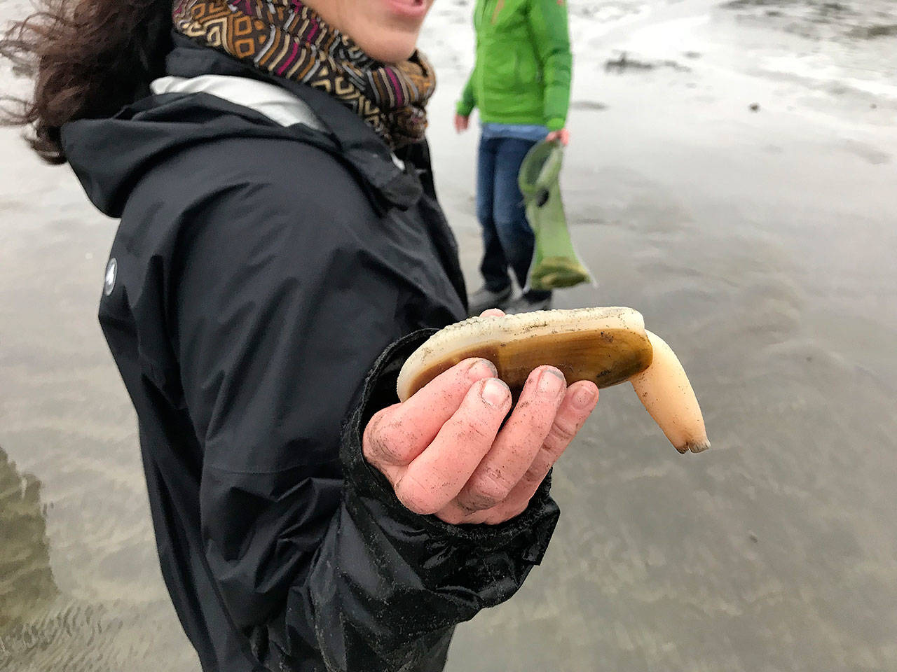 A woman excitedly holds up a razor clam during after digging it up Sunday afternoon on Copalis Beach.