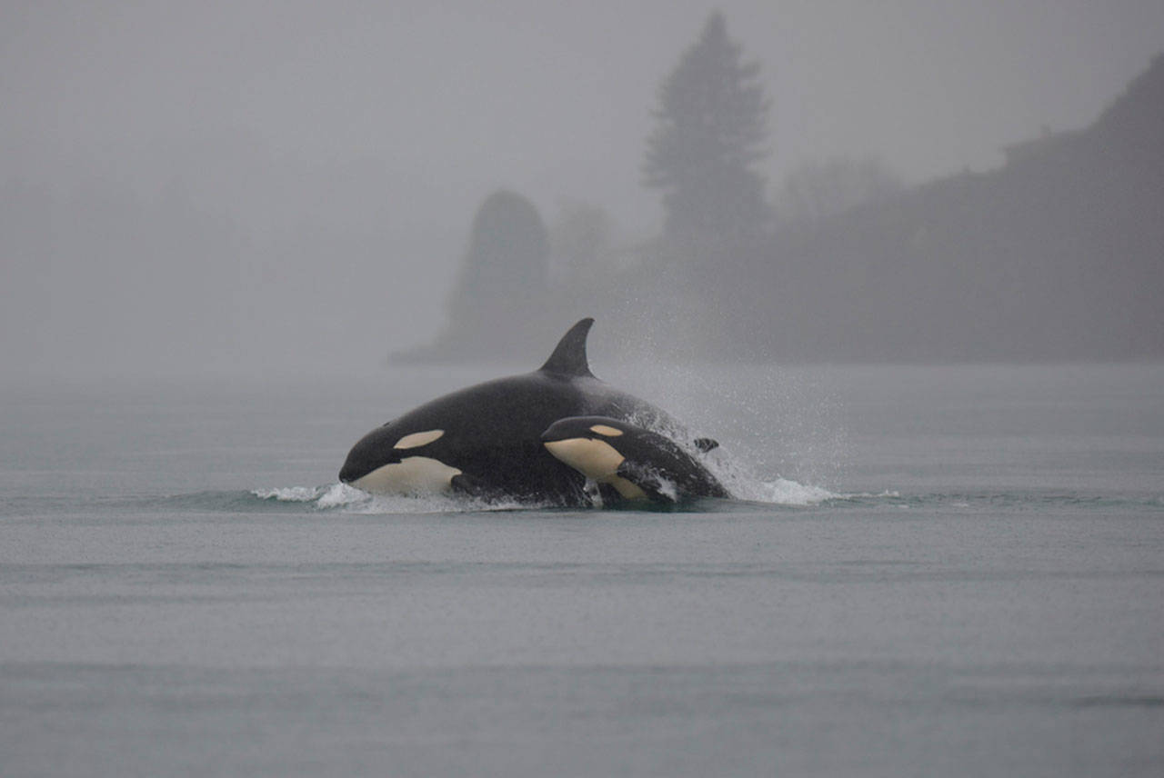 Legislature: ‘Salish Sea’ package aims to protect Northwest orcas