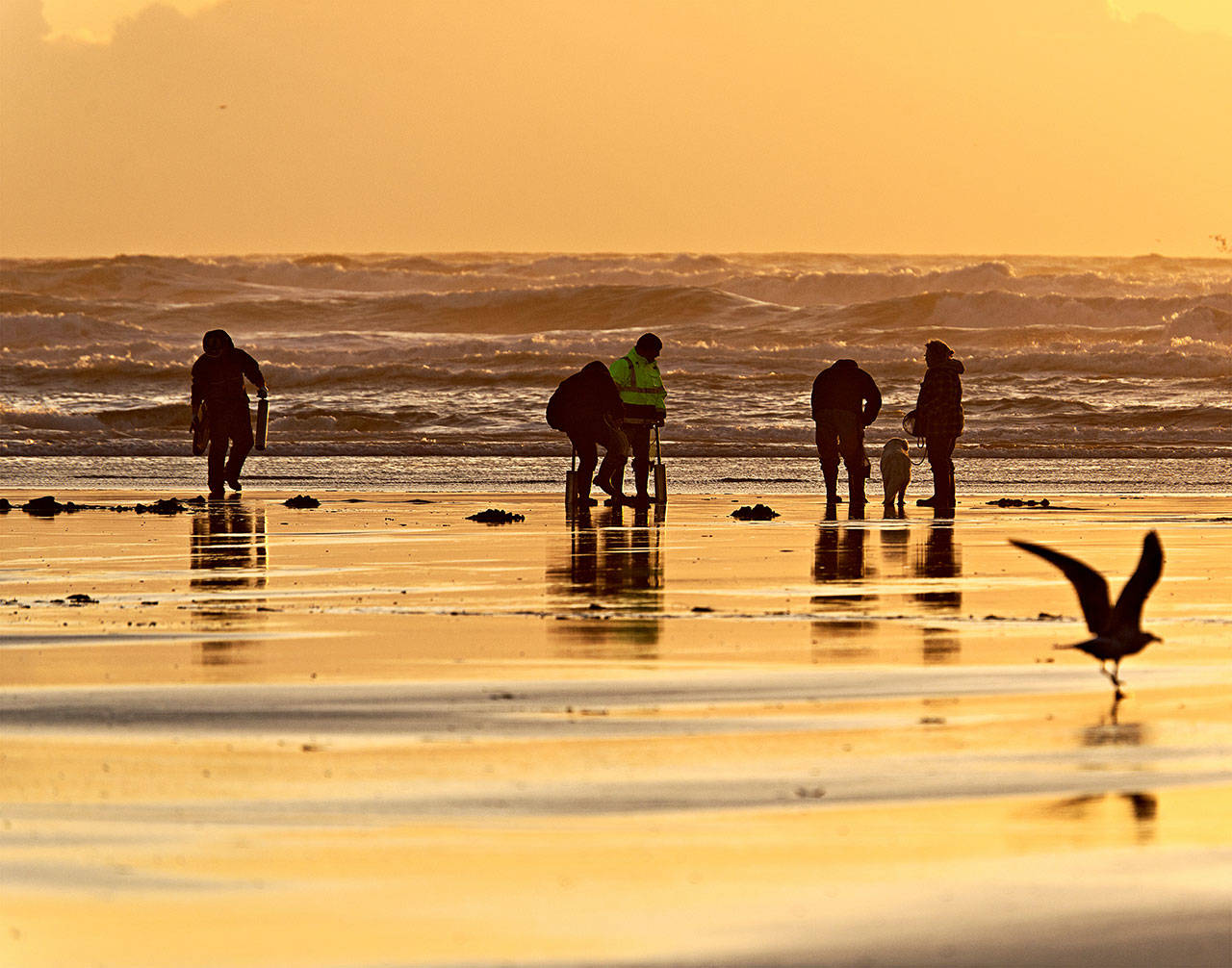 State approves two-day razor clam dig starting March 16