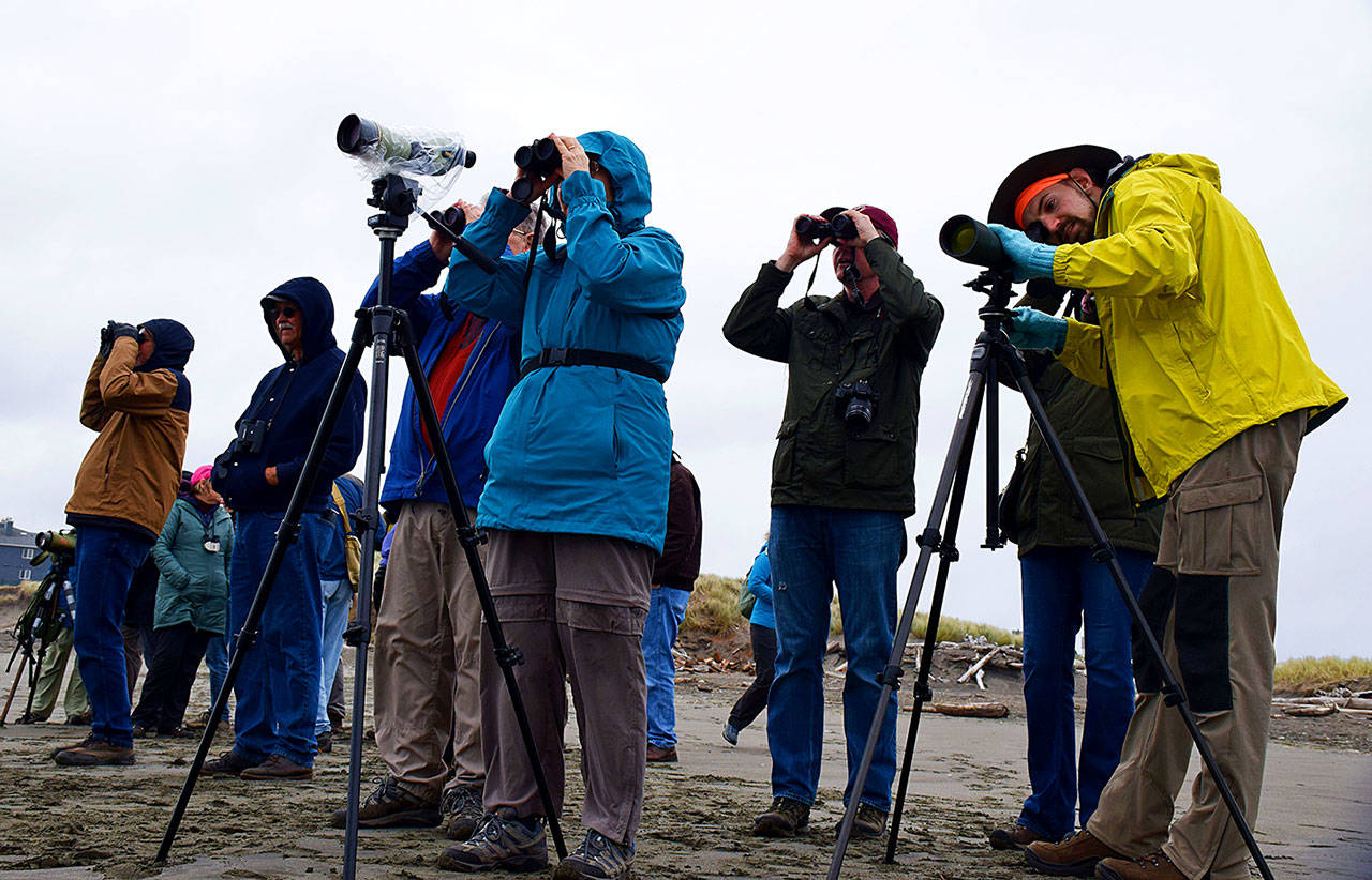 Shorebird enthusiasts consider Ocean Shores to be one of the best viewing area on the West Coast. A field trip Friday brought birders to the beach during the 23rd Annual Grays Harbor Shorebird and Nature Festival. The group visited several birding sites, including Bill’s Spit and the North Jetty. Photos by Scott D. Johnston