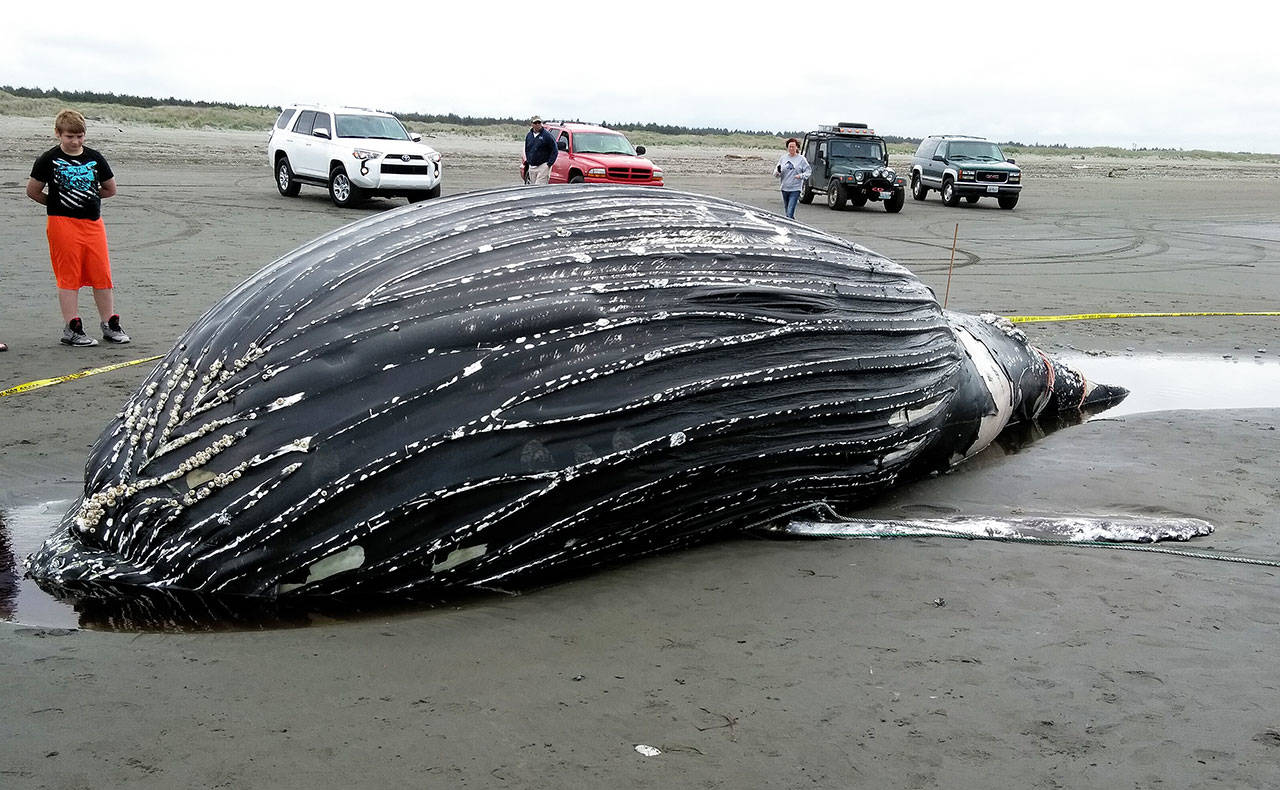 Dennis Schulte photo of the dead whale that was found in Ocean Shores on Sunday.