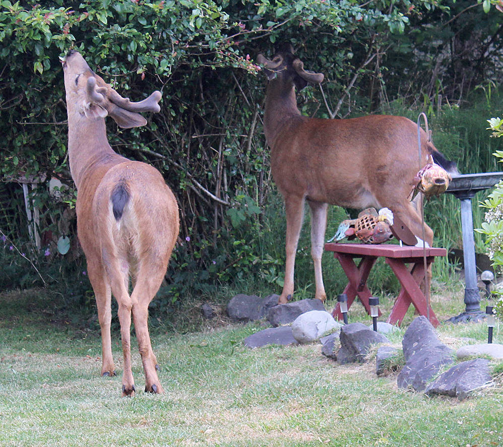 Council approves ban on feeding deer, other wildlife