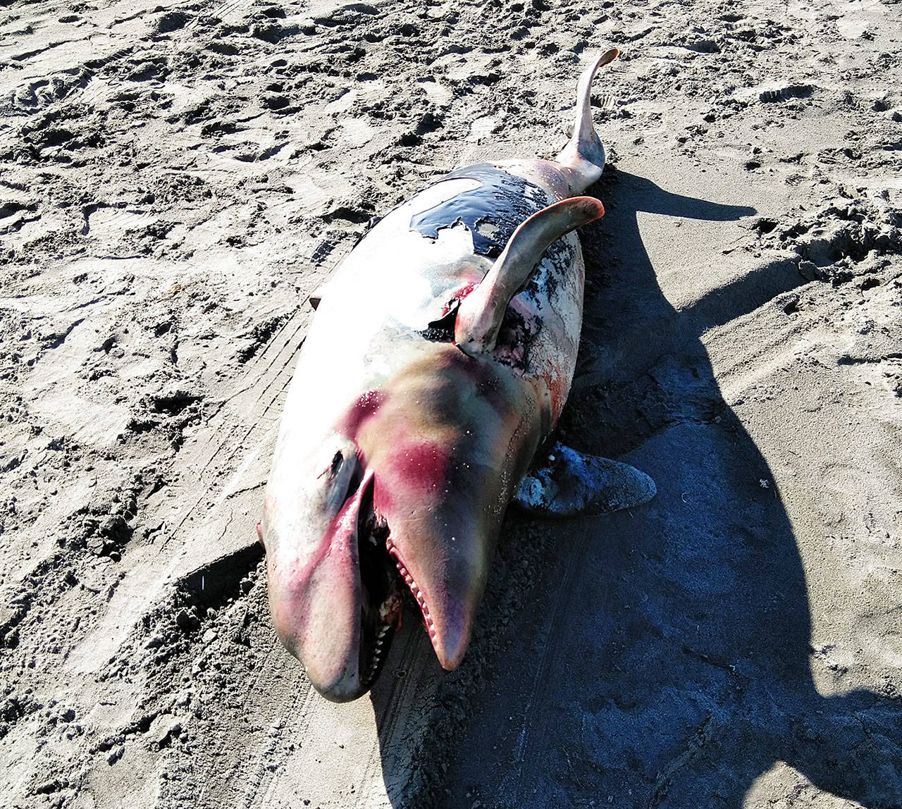 Dennis Schulte photo of the deceased Orca calf on the beach in Ocean Shores.