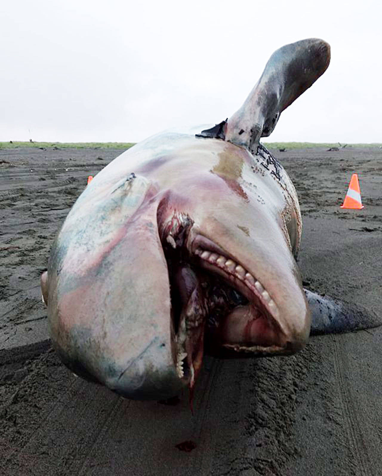 Orca calf found deceased on local beach