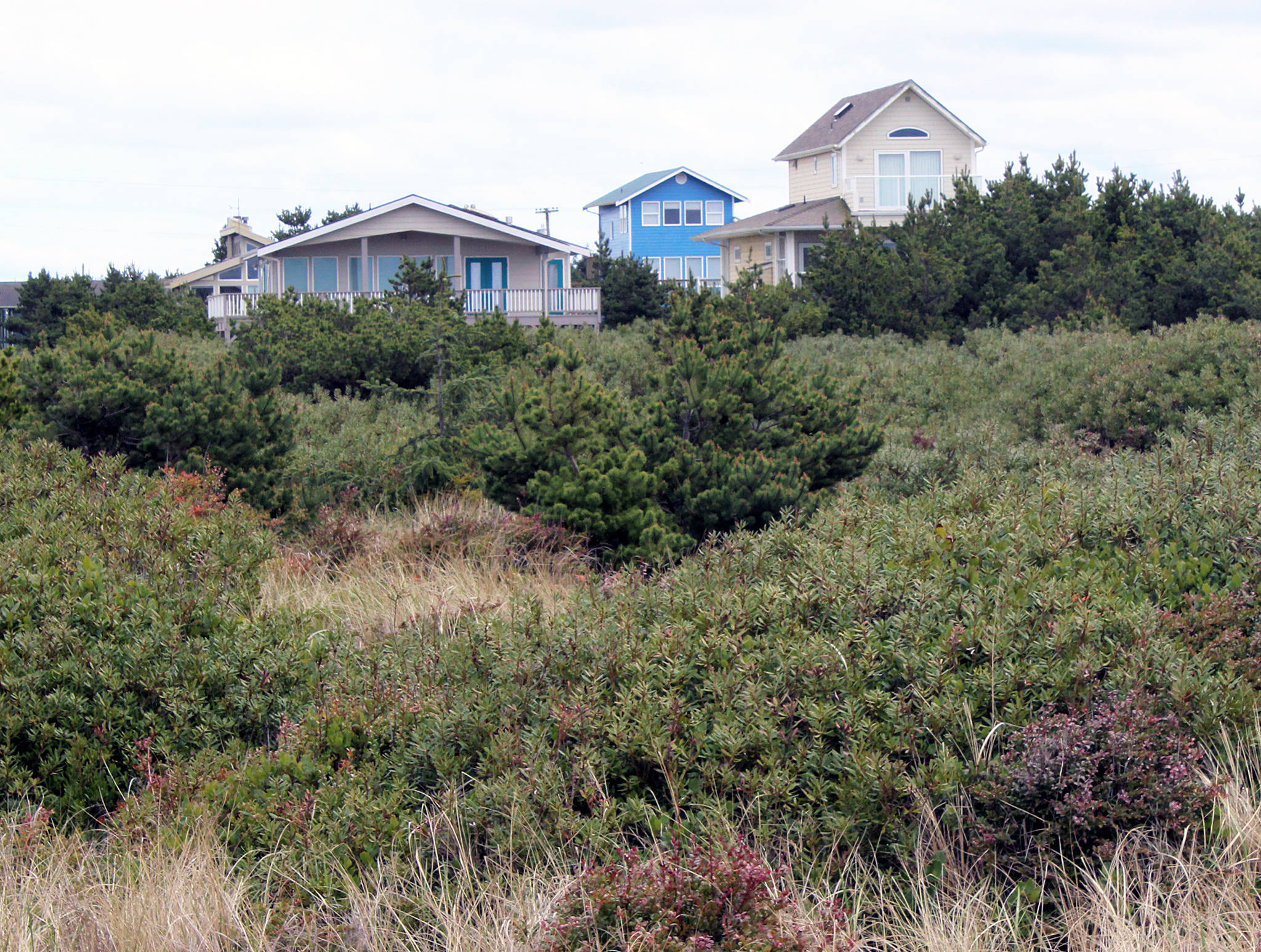 Ocean Shores has to restore its Dunes Protection Act