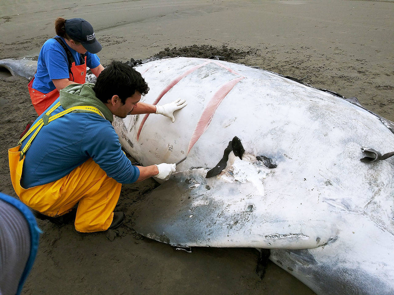 (Photos by Dennis Schulte)                                Researcher conduct a necropsy on a gray whale carcass found two to three miles north of the Damon Road beach approach, north of Ocean Shores. Jessie Huggins, left, stranding coordinator for Cascadia Research, said the whale had no food in its belly, according to Schulte. It’s the thrid dead whale found on the North Coast in recent weeks. Eddie Kim, an intern for Washington Department of Fish And Wildlife in yellow, is on the right.