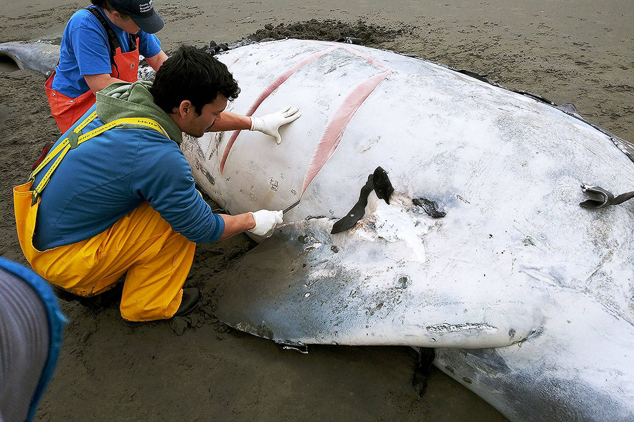 Dead whale washes ashore