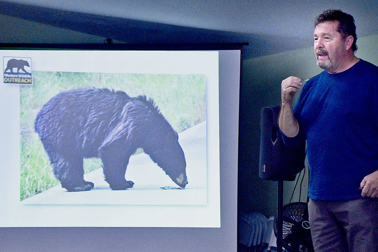 Wildlife biologist: Black bears may be big carnivores, but are rarely deadly