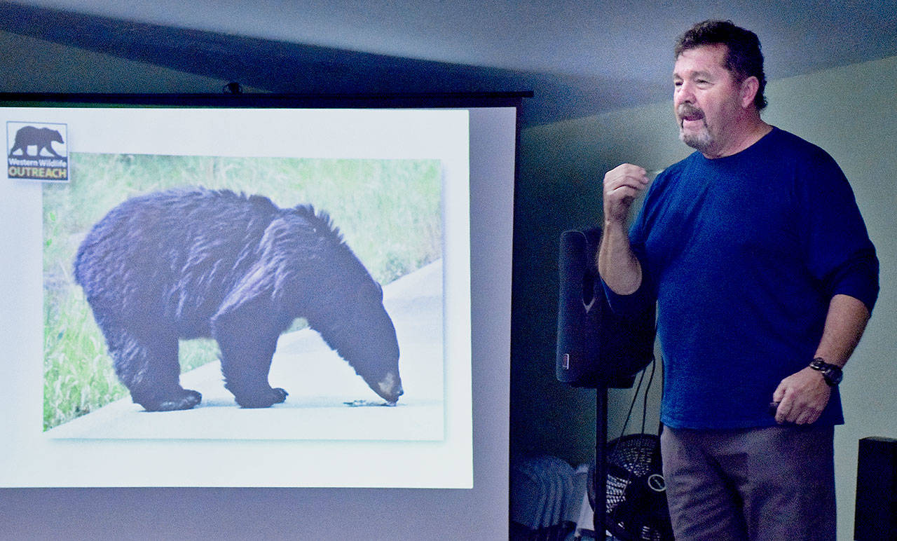 Darrell Smith of Western Wildlife Outreach gave a presentation on black bears and other large carnivores at the Nov. 4 meeting of Community Voices at the North Beach Senior Center in Ocean Shores. (Photo by Scott D. Johnston)