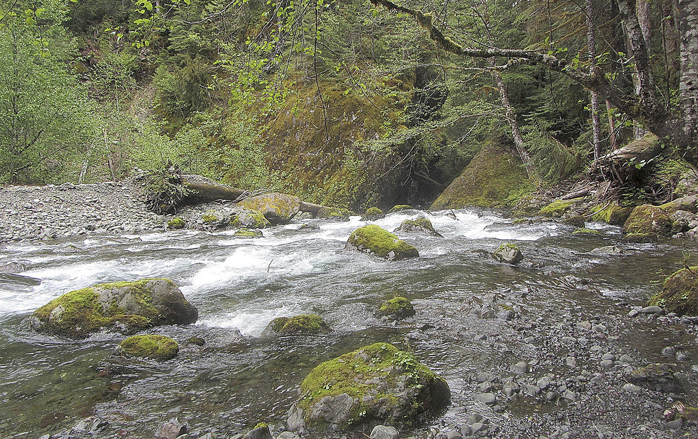 COURTESY WILD OLYMPICS CAMPAIGN                                Rapids in the upper South Fork Skokomish proposed wilderness and Wild and Scenic River.