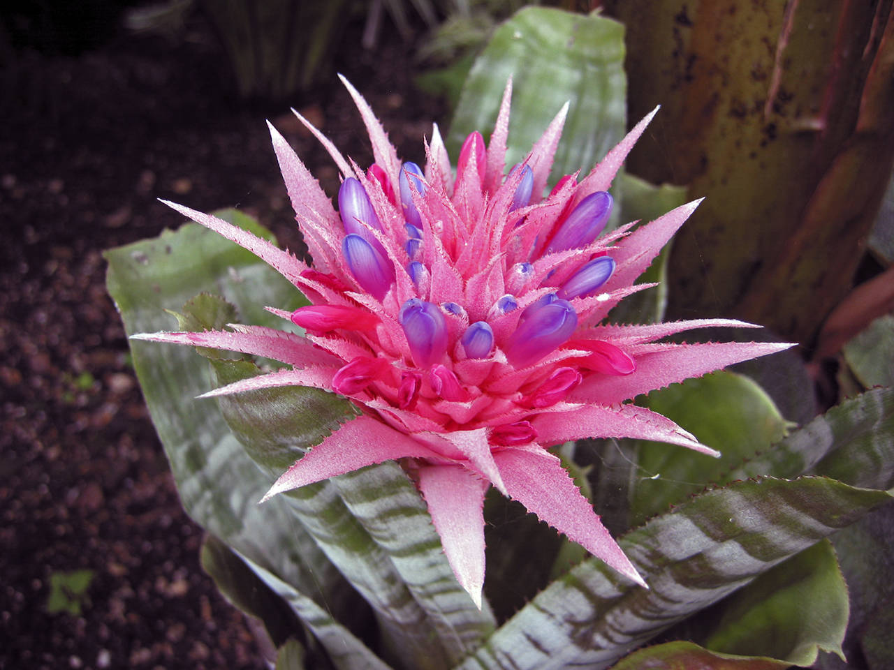 Paul & Aline Burland photo                                Once called urn plants, the Aechmea have a deep tank from which grows one 6- to 12-inch inflorescence with pink or red bracts often forming a reverse rosette.