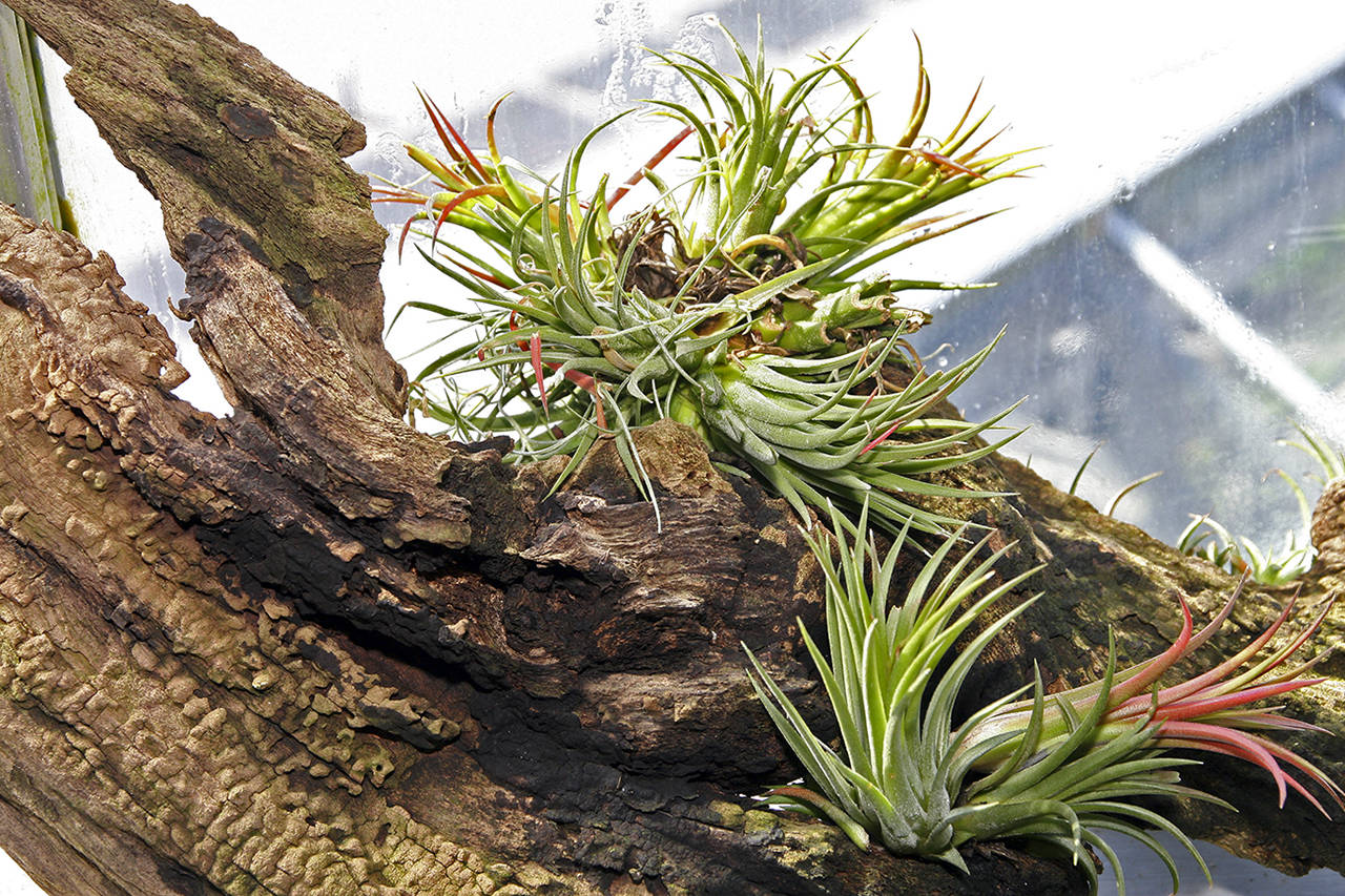 David J. Stang photo                                The small Tillandsia produces a colorful array of shoots. Some produce inflorescences with pink, red or lavender bracts that can last up to a year. Many are fragrant. They need more water than misting, so drip water over them every two or three days.
