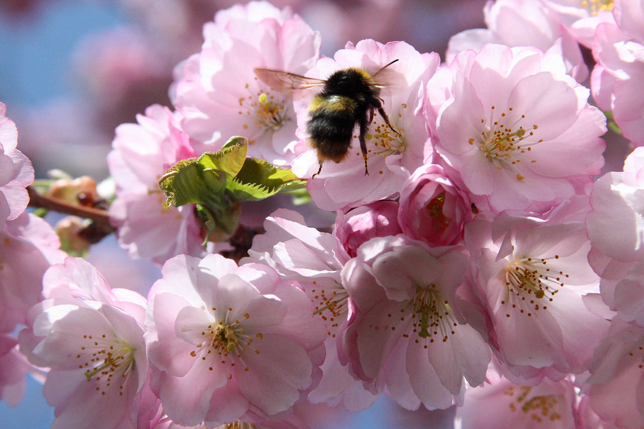 Consider inter-planting pollinator flowers and herbs among your fruits and vegetables to attract bees.