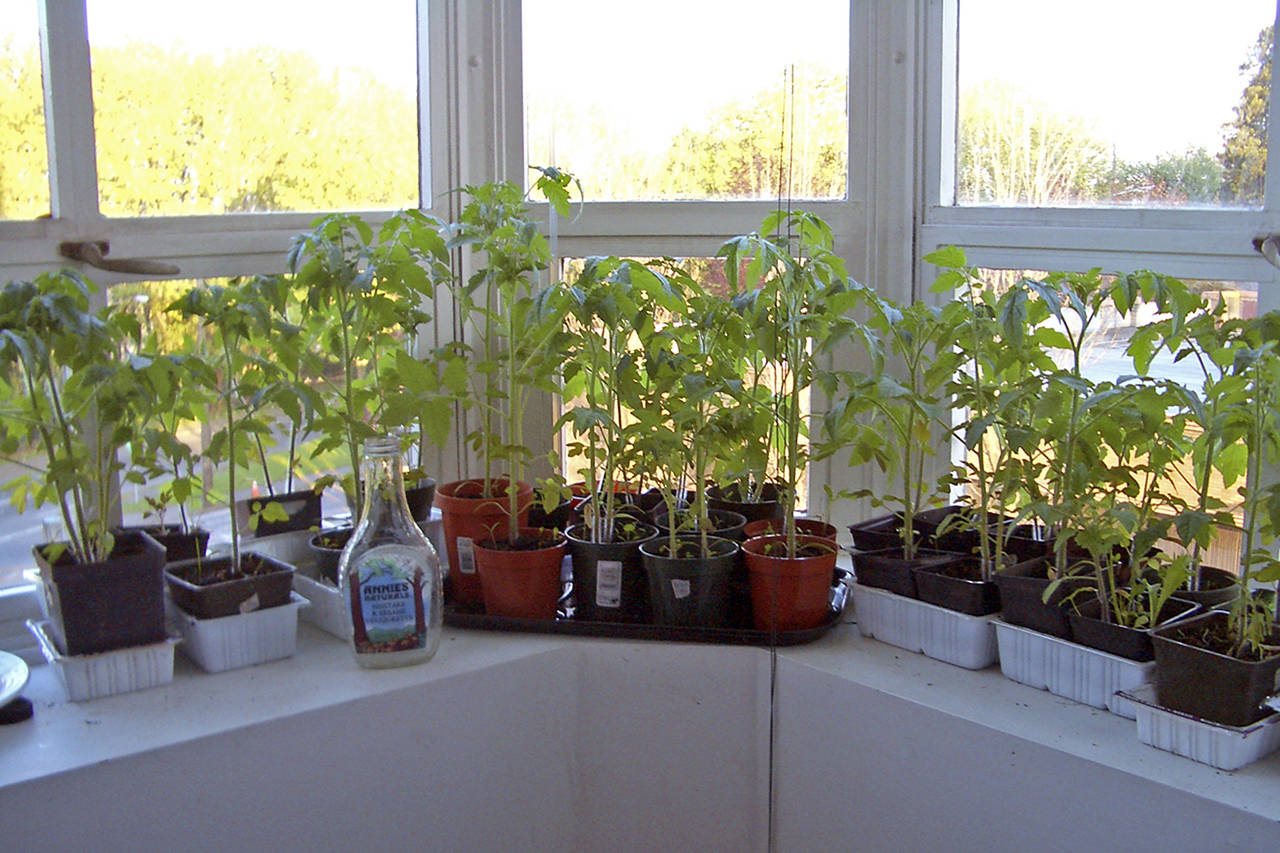 Tomato seedlings have grown over the winter, and when the soil temperature in the garden is high enough, they can be planted outside for the growing season.