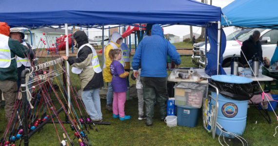 The Mark Swanson 12th Annual Ocean Shores Elks Youth Fishing Derby brought children and their families to Duck Lake on Saturday, May 7 despite poor weather conditions. Registration was free and participants were able to fish from a well-stocked lake while enjoying food, merchandise, and fish cleaning services. Erika Gebhardt I The Daily World