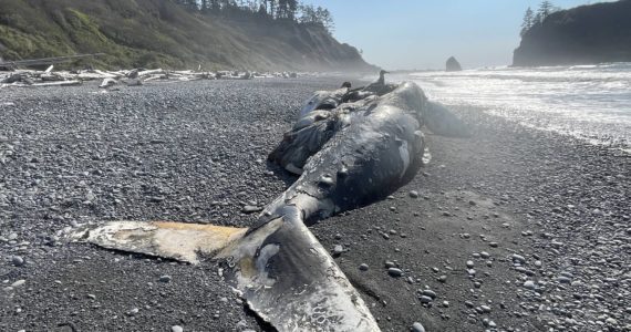 (Michael S. Lockett / The Daily World)
                                A young female humpback whale, seen here on Oct. 15 washed ashore near Ruby Beach in Olympic National Park around Oct. 5.