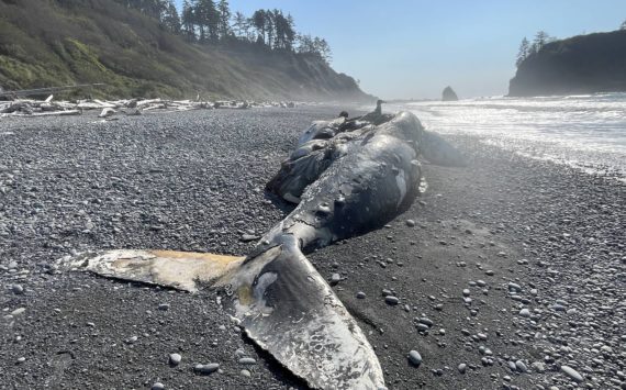 (Michael S. Lockett / The Daily World)
                                A young female humpback whale, seen here on Oct. 15 washed ashore near Ruby Beach in Olympic National Park around Oct. 5.